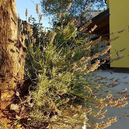 アパート Ljerka マリンスカ